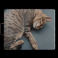 🖤自由藝術家の自由空間🩶🦾