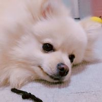 ポメラニアンなピヨ　告知専用　ログが流れるので書込みは禁止です