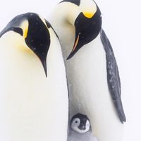 合寫小說