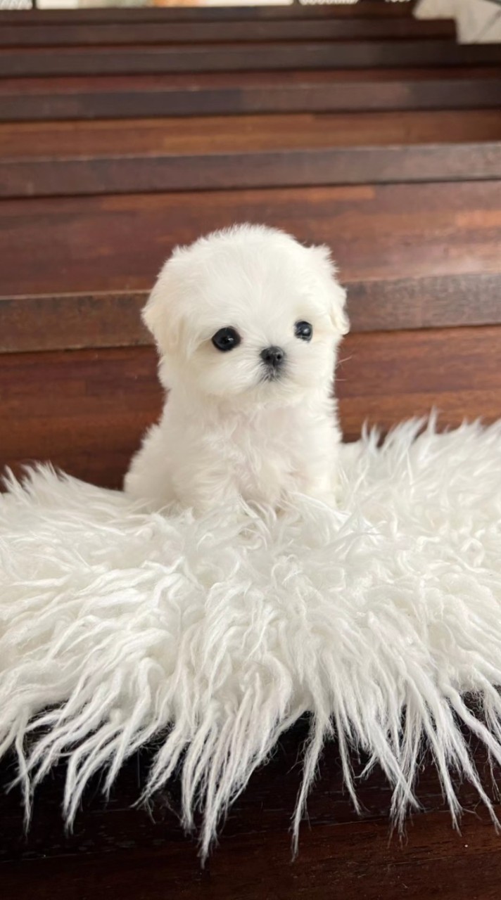 BABYMONG Thailand