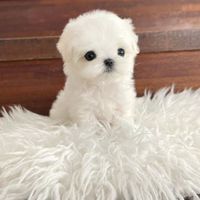 BABYMONG Thailand