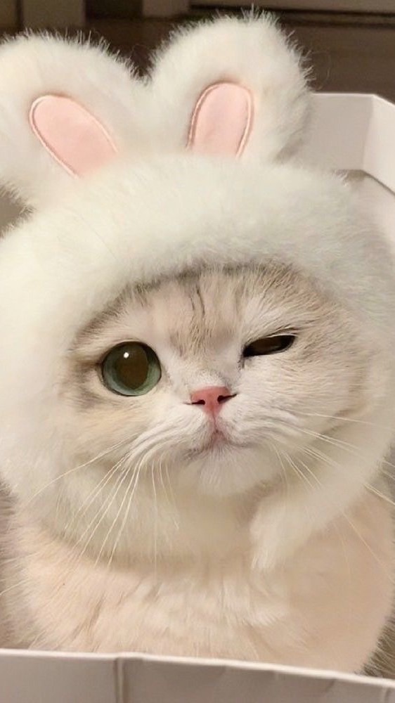 🐿リスの配布・お助けオプ