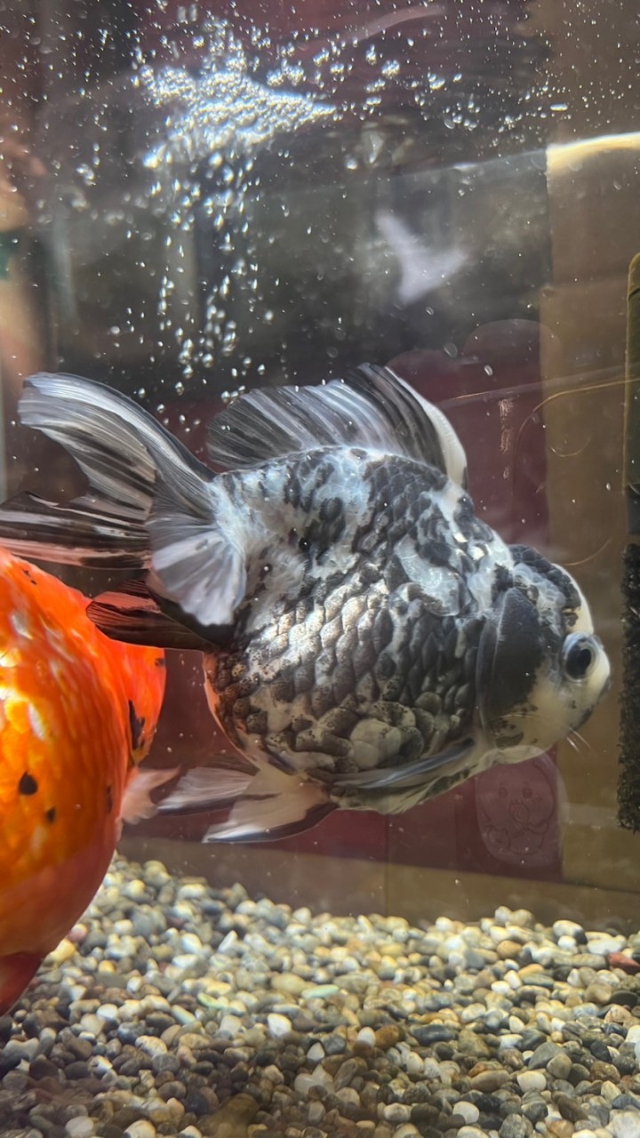 金魚、熱帯魚、古代魚、日淡、メダカ、ベタ！とにかく魚好きなかた集まれ〜🤗