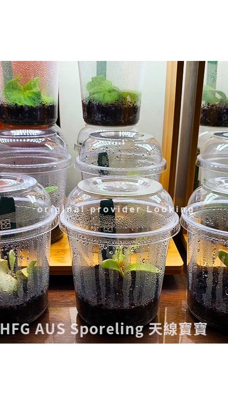 鹿角蕨 迷途鹿收容所🦌蕨類/觀葉植物 買賣交流平台