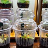 鹿角蕨 迷途鹿收容所🦌蕨類/觀葉植物 買賣交流平台