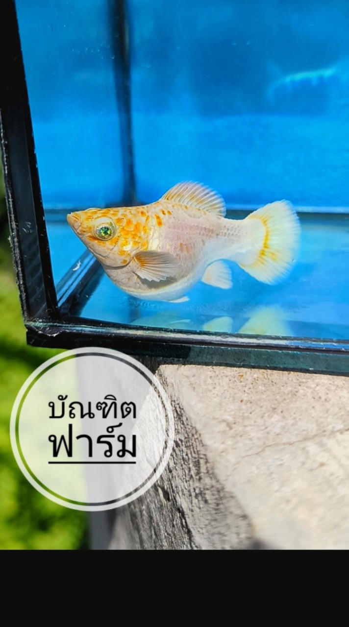 Max ปลาบอลลูนราม2
