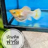 Max ปลาบอลลูนราม2