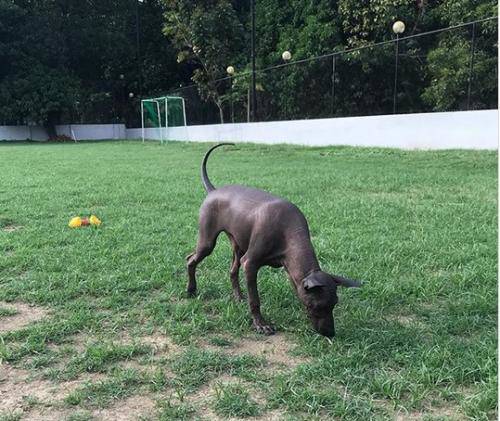 Viral Di Medsos Anjing Langka Wujudnya Mirip Patung
