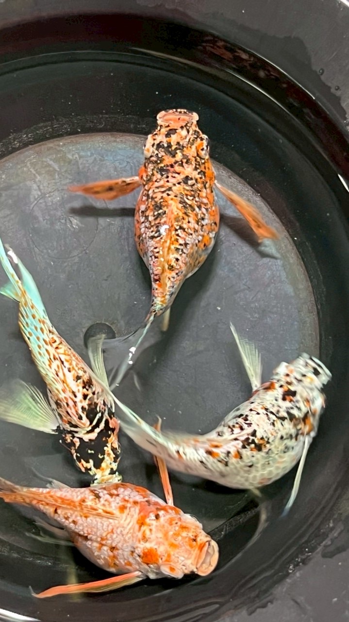 ปลาอิรุงตุงนัง🐡