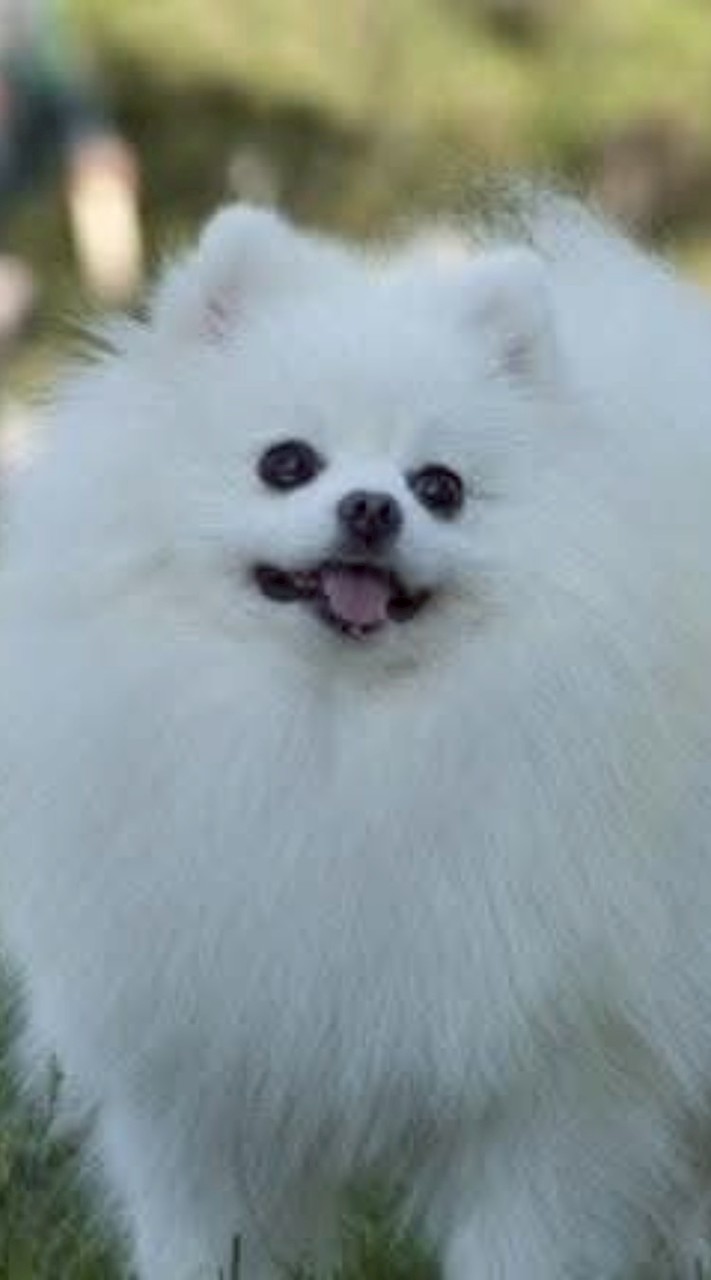 禹兒🦝6/17～6/19風平浪靜現地代購