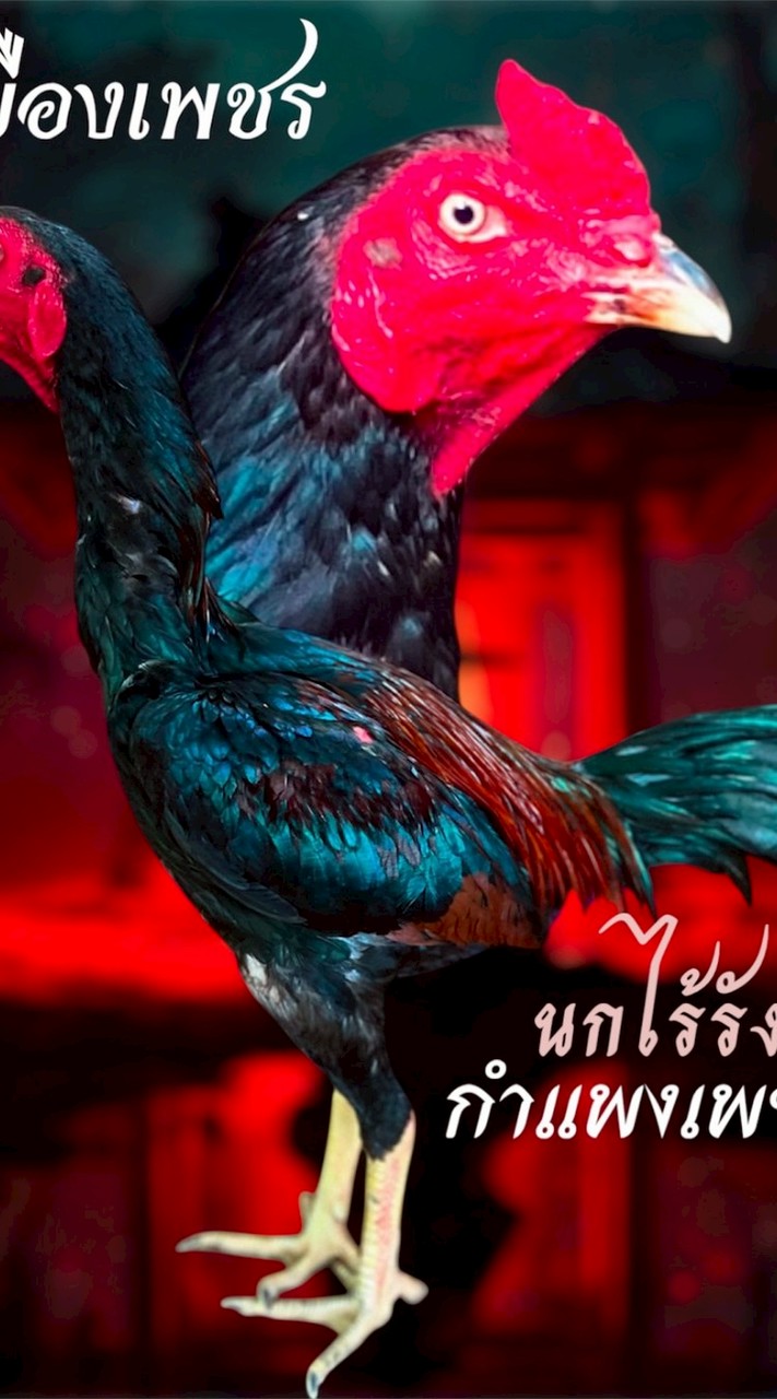 นกไร้รัง กำแพงเพชร