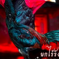 นกไร้รัง กำแพงเพชร