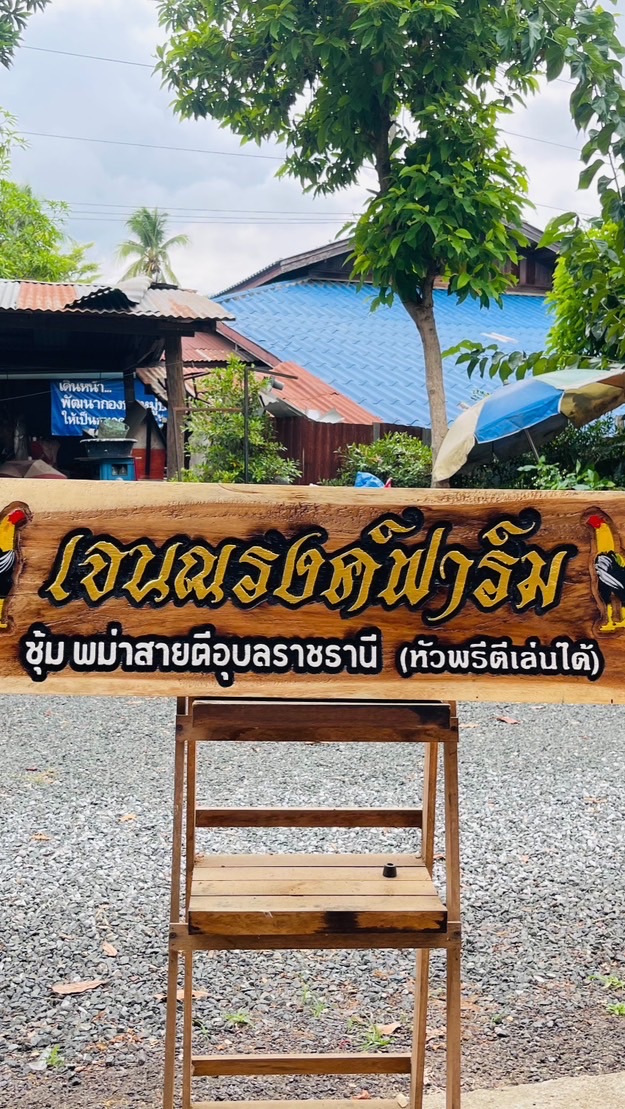🏅🐔เจนณรงค์ฟาร์ม ศรีสะเกษ🏅🐥