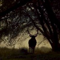 𝕿𝖍𝖊 𝕸𝖔𝖗𝖓𝖎𝖓𝖌 𝕽𝖔𝖚𝖓𝖉 𝕸𝖚𝖗𝖉𝖊𝖗(RP)