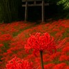 【地縛少年花子くん】かもめ学園へようこそ！【緩なり】