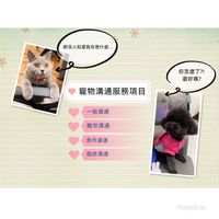 寵物溝通-毛小孩內心世界