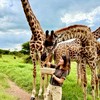 🦒Amber帶我去非洲