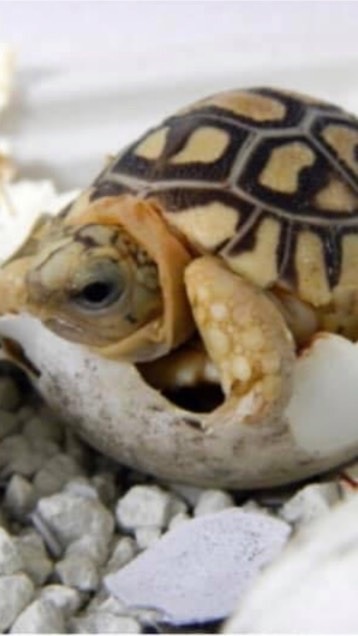 烏龜、水龜丶陸龜歡迎飼養討論