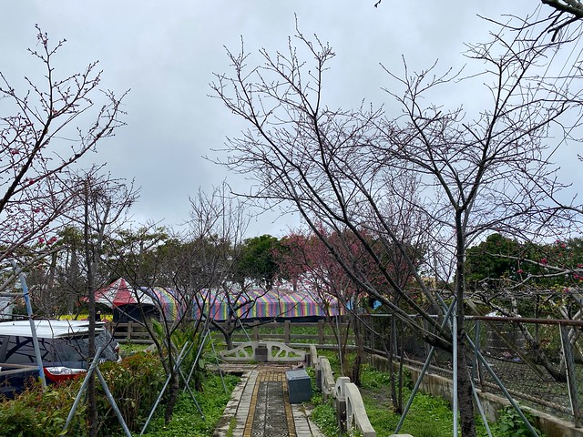 后里崴立機電櫻花公園
