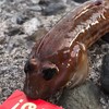 中目黒釣り部