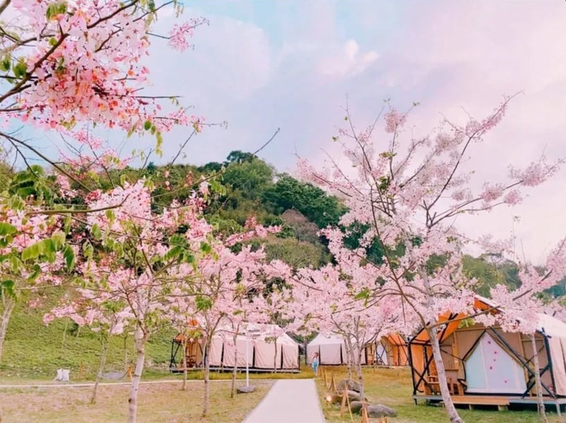 伴櫻花入睡！8間櫻花住宿推薦：奢華系露營、歐洲莊園風，一踏出房門就能將櫻花擁入懷