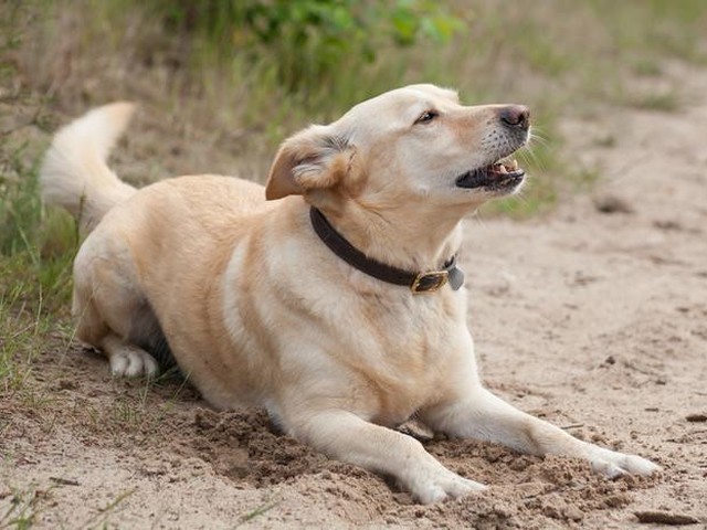 鳴き声にはどんな意味がある 愛犬の気持ちわかってる いぬのきもちnews