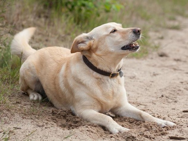 鳴き声にはどんな意味がある 愛犬の気持ちわかってる いぬのきもちnews