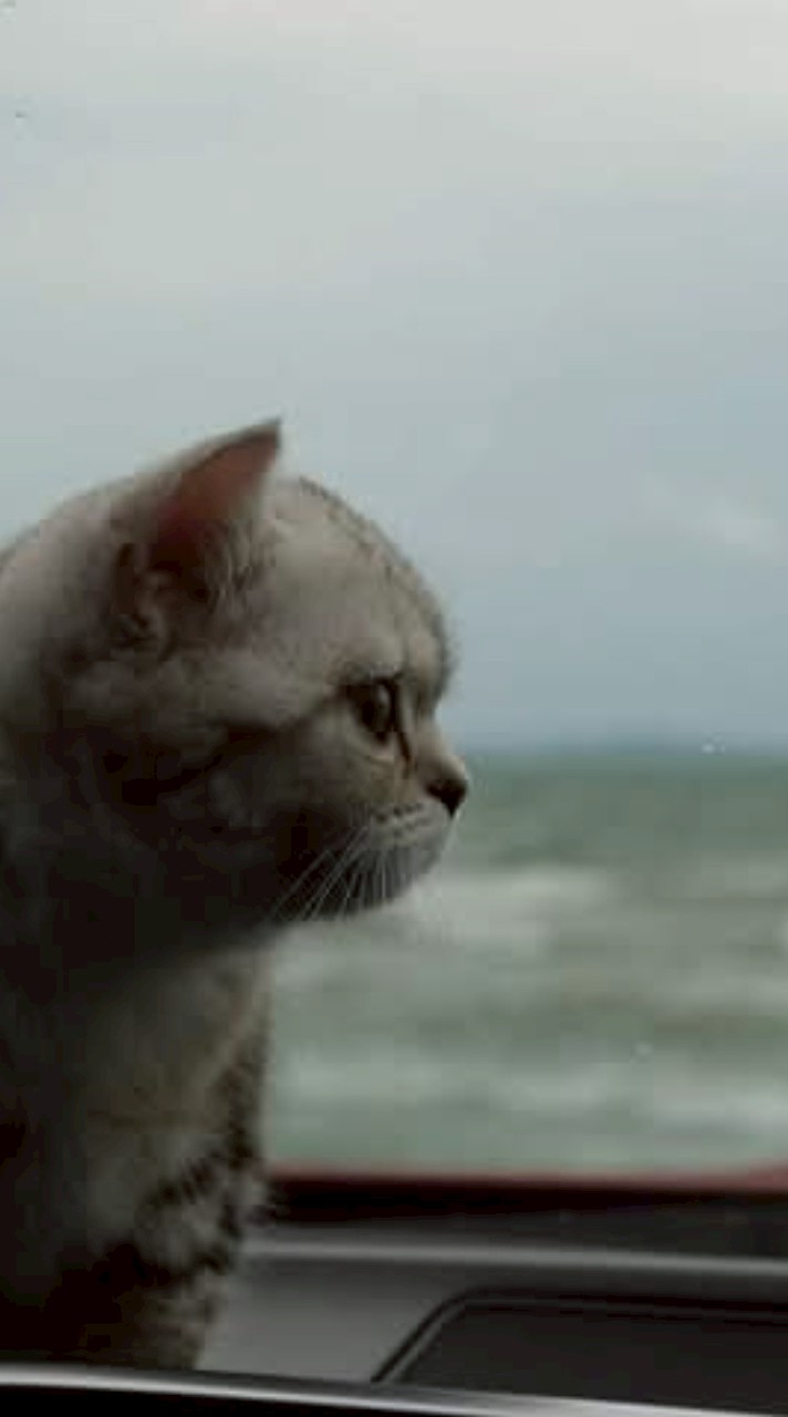 chat