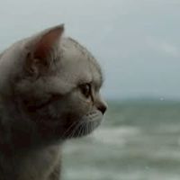 chat