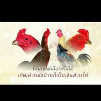 🐣🐓ซุ้มเด็กเหนือ พม่าตอคม🐣ฝากติดตามด้วยครับ