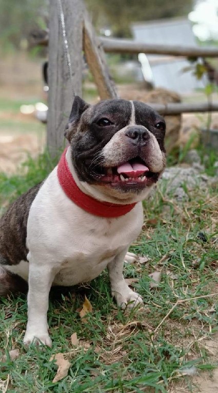 ทาสFrench Bulldog