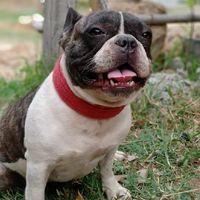 ทาสFrench Bulldog