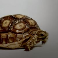 烏龜大軍