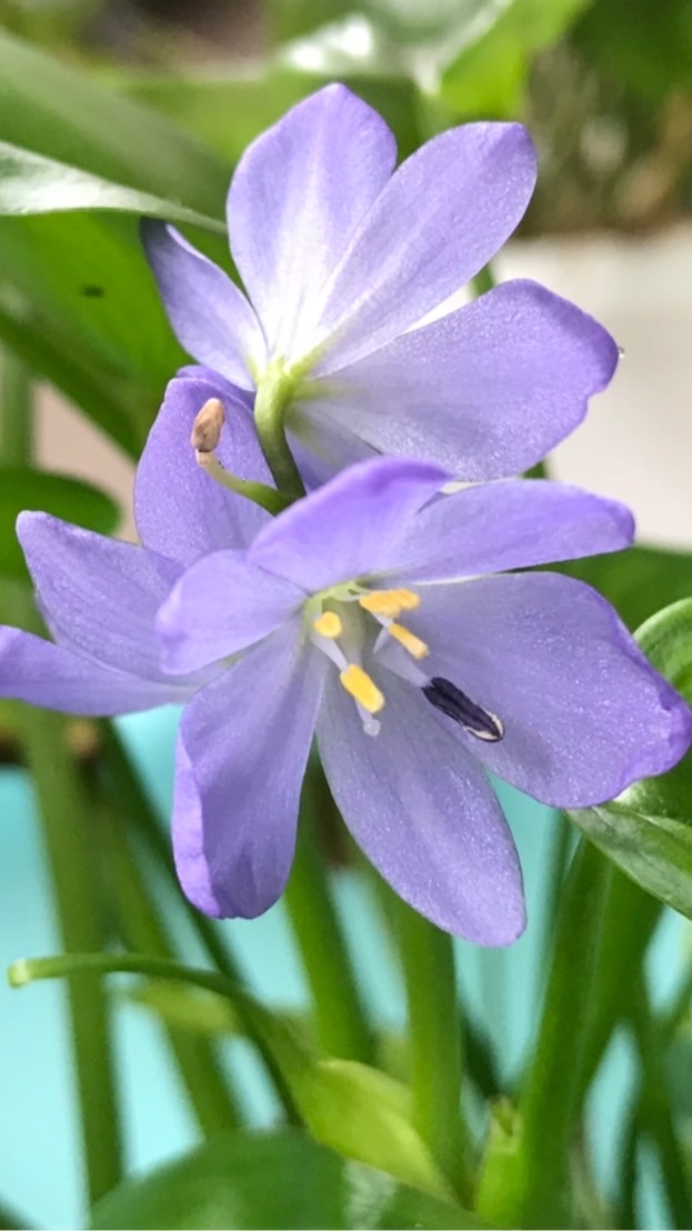 さが平野の水辺を守る会🌼オープン