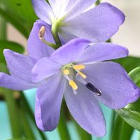 さが平野の水辺を守る会🌼オープン