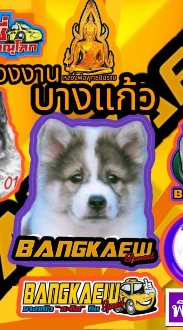 ห้องงาน"บางแก้ว"สปีด√√√