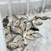 淡水船磯 黑白釣 船員證班