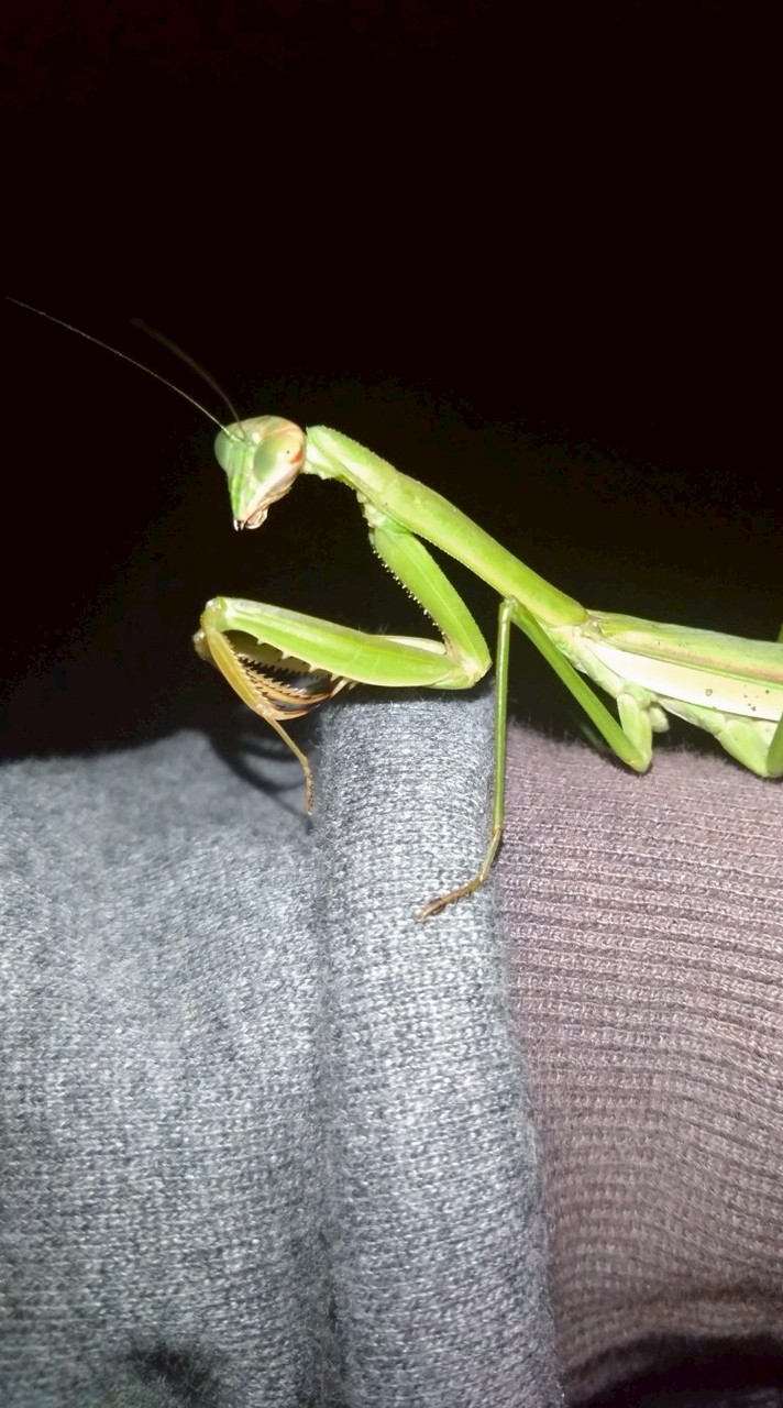 カマキリ、昆虫などを語るオプ