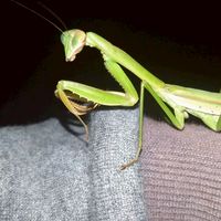カマキリ、昆虫などを語るオプ