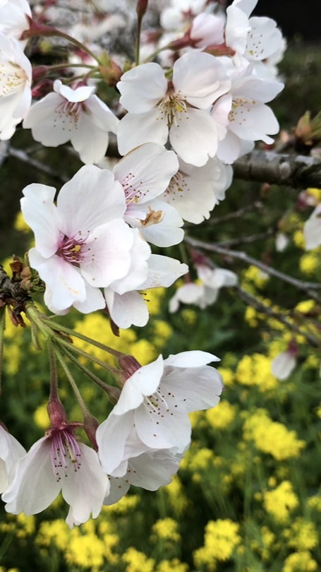 袖ケ浦海浜公園ワンコマルシェ2026.2月