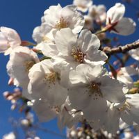 〜若年性認知症の家族 集合！〜