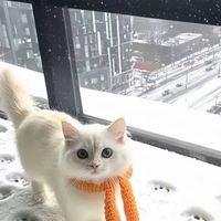 工作對接群