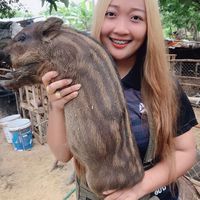 พรรณี ฟาร์ม รับซื้อหมูป่า