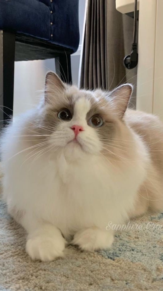 Sapphire ragdoll thailand