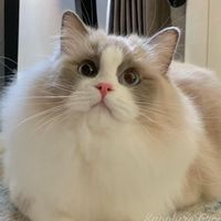 Sapphire ragdoll thailand