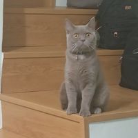 啵啵家族😺