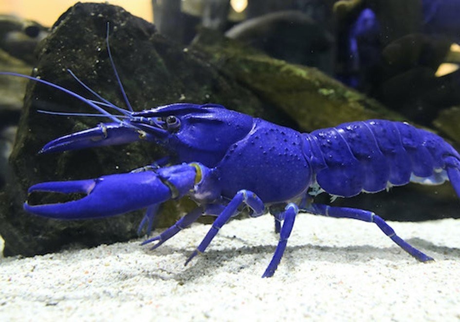 真っ青なザリガニも 茹でると赤くなるらしい 一体なぜ 鳥羽水族館に聞いた