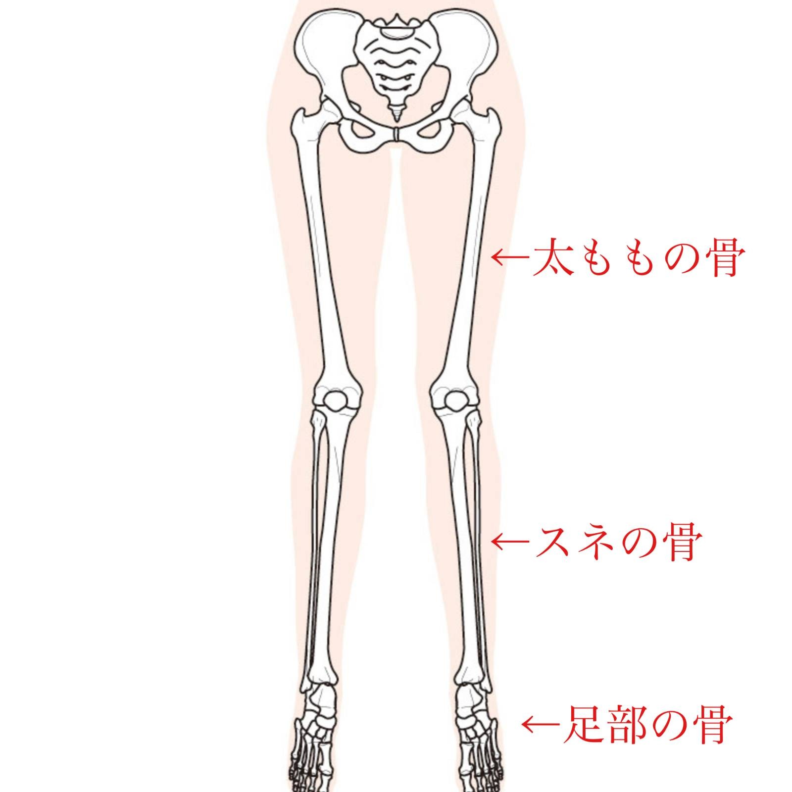 ガチガチ股関節の方向けストレッチ 股関節が硬い人はスネも硬い 美脚にも効果大 スネ転がし ヨガジャーナルオンライン