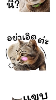 เเก๊งสก๊อยหน้าลอย