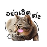 เเก๊งสก๊อยหน้าลอย